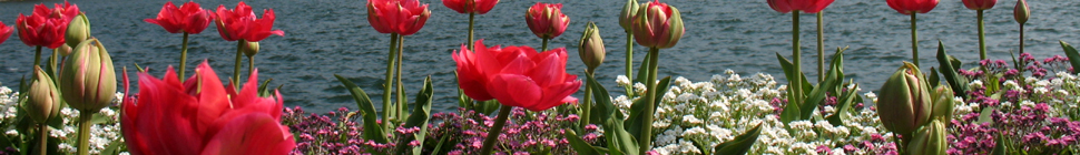 Holly Witteman random header image